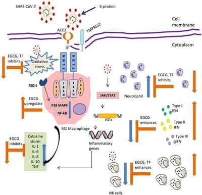 Tea Bioactive Modulate Innate Immunity: In Perception to COVID-19 Pandemic